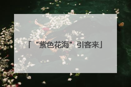 “紫色花海”引客来