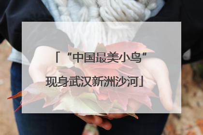 “中国最美小鸟”现身武汉新洲沙河
