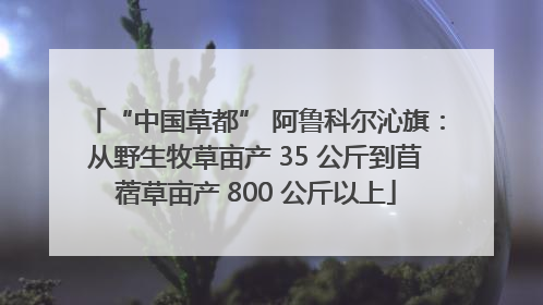 “中国草都” 阿鲁科尔沁旗：从野生牧草亩产 35 公斤到苜蓿草亩产 800 公斤以上