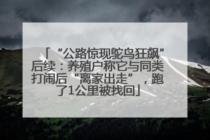“公路惊现鸵鸟狂飙”后续：养殖户称它与同类打闹后“离家出走”，跑了1公里被找回