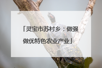 灵宝市苏村乡：做强做优特色农业产业