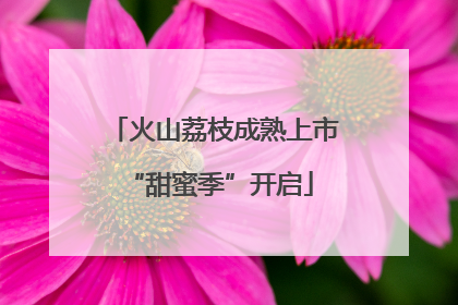 火山荔枝成熟上市 “甜蜜季”开启