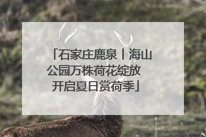 石家庄鹿泉丨海山公园万株荷花绽放 开启夏日赏荷季