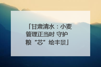 甘肃清水：小麦管理正当时 守护粮“芯”绘丰景