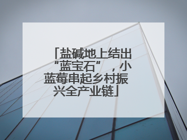 盐碱地上结出“蓝宝石”，小蓝莓串起乡村振兴全产业链