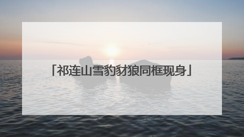 祁连山雪豹豺狼同框现身