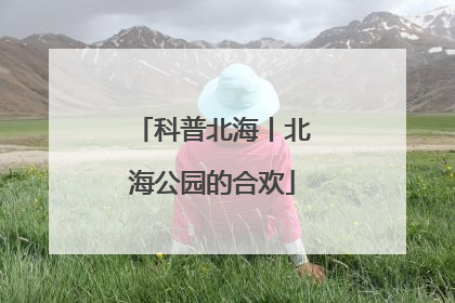 科普北海丨北海公园的合欢