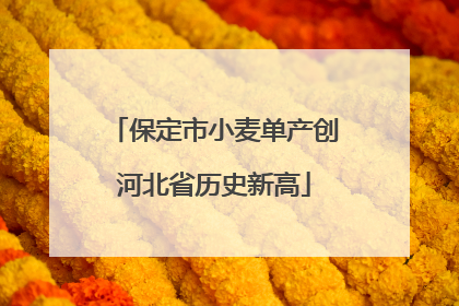 保定市小麦单产创河北省历史新高
