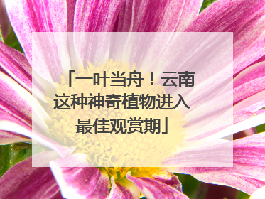 一叶当舟！云南这种神奇植物进入最佳观赏期
