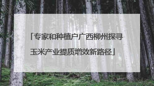 专家和种植户广西柳州探寻玉米产业提质增效新路径
