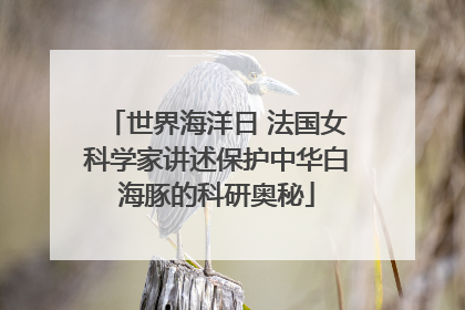 世界海洋日 法国女科学家讲述保护中华白海豚的科研奥秘