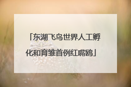 东湖飞鸟世界人工孵化和育雏首例红嘴鸥