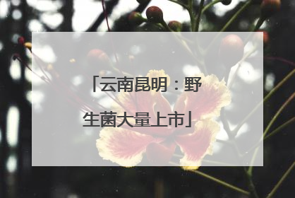 云南昆明：野生菌大量上市