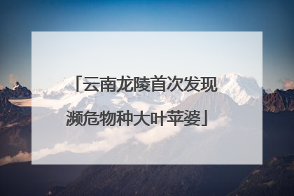 云南龙陵首次发现濒危物种大叶苹婆