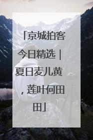 京城拍客今日精选｜夏日麦儿黄，莲叶何田田