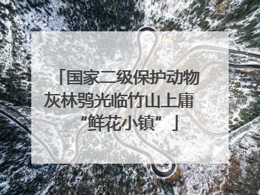 国家二级保护动物灰林鸮光临竹山上庸“鲜花小镇”