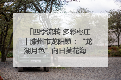 四季流转 多彩枣庄｜滕州市龙阳镇：“龙湖月色”向日葵花海 绘就乡村振兴新画卷