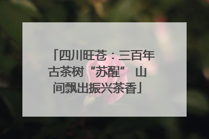 四川旺苍：三百年古茶树“苏醒” 山间飘出振兴茶香