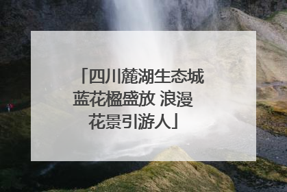 四川麓湖生态城蓝花楹盛放 浪漫花景引游人