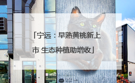 宁远：早熟黄桃新上市 生态种植助增收