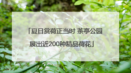 夏日赏荷正当时 茶亭公园展出近200种精品荷花