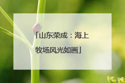 山东荣成：海上牧场风光如画