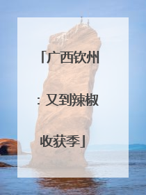 广西钦州：又到辣椒收获季