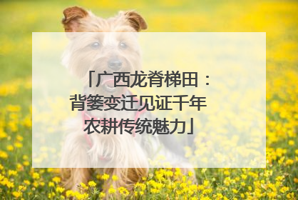 广西龙脊梯田：背篓变迁见证千年农耕传统魅力
