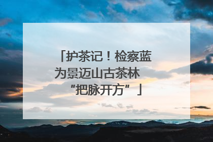 护茶记！检察蓝为景迈山古茶林 “把脉开方”