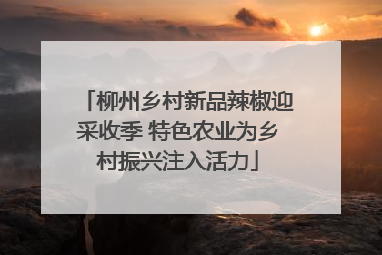 柳州乡村新品辣椒迎采收季 特色农业为乡村振兴注入活力