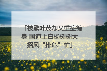 枝繁叶茂却又重症缠身 国道上白杨树树大招风“排危”忙