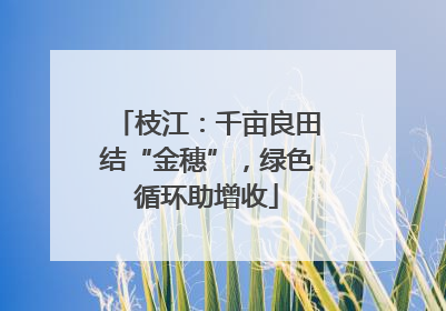 枝江：千亩良田结“金穗”，绿色循环助增收