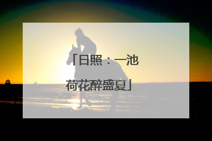 日照：一池荷花醉盛夏