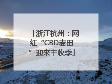 浙江杭州：网红“CBD麦田”迎来丰收季