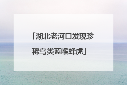 湖北老河口发现珍稀鸟类蓝喉蜂虎