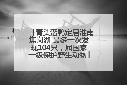 青头潜鸭定居淮南焦岗湖 最多一次发现104只，属国家一级保护野生动物