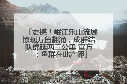 震撼！岷江乐山流域惊现万鱼翻涌，成群结队绵延两三公里 官方：鱼群在此产卵