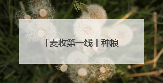 麦收第一线丨种粮大户老房：让专业的人干专业的事