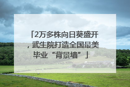 2万多株向日葵盛开，武生院打造全国最美毕业“背景墙”