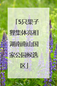 5只果子狸集体亮相湖南南山国家公园候选区